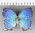  ( - CFC13453)  @11 [ ] Copyright (2018) Christer Fahraeus Center For Collection-Based Research