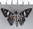  ( - CFC13456)  @11 [ ] Copyright (2019) Christer Fahraeus Center For Collection-Based Research
