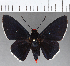  (Pyrrhopyge sp. CF05 - CFC13459)  @11 [ ] Copyright (2019) Christer Fahraeus Center For Collection-Based Research
