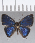  ( - CFC13565)  @11 [ ] Copyright (2019) Christer Fahraeus Center For Collection-Based Research