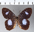  ( - CFC01357)  @11 [ ] Copyright (2018) Christer Fahraeus Center For Collection-Based Research