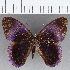  ( - CFC13643)  @11 [ ] Copyright (2019) Christer Fahraeus Center For Collection-Based Research