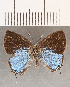  ( - CFC13805)  @11 [ ] copyright (2020) Christer Fahraeus Center For Collection-Based Research