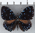  ( - CFC13894)  @11 [ ] Copyright (2019) Christer Fahraeus Center For Collection-Based Research