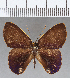  ( - CFC14069)  @11 [ ] Copyright (2019) Christer Fahraeus Center For Collection-Based Research