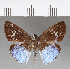  ( - CFC14165)  @11 [ ] Copyright (2018) Christer Fahraeus Center For Collection-Based Research