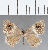  (Perophthalma sp. CF04 - CFC14303)  @11 [ ] Copyright (2019) Christer Fahraeus Center For Collection-Based Research