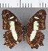  ( - CFC14460)  @13 [ ] Copyright (2019) Christer Fahraeus Center For Collection-Based Research