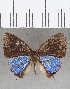  ( - CFC00145)  @11 [ ] copyright (2020) Christer Fahraeus Center For Collection-Based Research