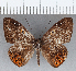  (Eurybia sp. CF114 - CFC14556)  @14 [ ] Copyright (2019) Christer Fahraeus Center For Collection-Based Research