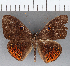  ( - CFC14560)  @11 [ ] Copyright (2019) Christer Fahraeus Center For Collection-Based Research