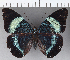  ( - CFC14594)  @11 [ ] Copyright (2019) Christer Fahraeus Center For Collection-Based Research
