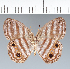  ( - CFC14618)  @11 [ ] copyright (2022) Center For Collection-Based Research Center For Collection-Based Research