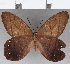  ( - CFC14852)  @11 [ ] Copyright (2019) Christer Fahraeus Center For Collection-Based Research