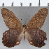  ( - CFC14859)  @11 [ ] Copyright (2019) Christer Fahraeus Center For Collection-Based Research