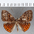  (Eurybia - CFC15214)  @15 [ ] Copyright (2019) Christer Fahraeus Center For Collection-Based Research