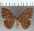  (Eurybia sp. CF117 - CFC15237)  @14 [ ] Copyright (2019) Christer Fahraeus Center For Collection-Based Research