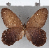  ( - CFC15291)  @11 [ ] Copyright (2019) Christer Fahraeus Center For Collection-Based Research