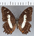  ( - CFC15340)  @13 [ ] Copyright (2019) Christer Fahraeus Center For Collection-Based Research