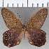  ( - CFC15479)  @11 [ ] Copyright (2019) Christer Fahraeus Center For Collection-Based Research