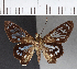  ( - CFC15766)  @13 [ ] Copyright (2018) Christer Fahraeus Center For Collection-Based Research