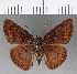  (Telemiades epicalus - CFC15792)  @11 [ ] Copyright (2019) Christer Fahraeus Center For Collection-Based Research