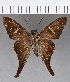  (Cogia sp. CF01 - CFC15795)  @11 [ ] Copyright (2018) Christer Fahraeus Center For Collection-Based Research