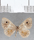  (Perophthalma sp. CF02 - CFC15802)  @11 [ ] Copyright (2019) Christer Fahraeus Center For Collection-Based Research