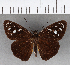 ( - CFC15849)  @11 [ ] Copyright (2018) Christer Fahraeus Center For Collection-Based Research
