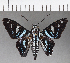  ( - CFC15900)  @11 [ ] Copyright (2019) Christer Fahraeus Center For Collection-Based Research