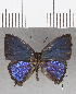  ( - CFC15909)  @11 [ ] Copyright (2019) Christer Fahraeus Center For Collection-Based Research