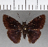  ( - CFC16343)  @11 [ ] Copyright (2018) Christer Fahraeus Center For Collection-Based Research