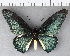  ( - CFC16388)  @11 [ ] Copyright (2018) Christer Fahraeus Center For Collection-Based Research