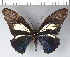  (Battus crassus - CFC16429)  @14 [ ] Copyright (2018) Christer Fahraeus Center For Collection-Based Research