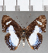  (Thisbe sp. CF03 - CFC01644)  @12 [ ] Copyright (2019) Christer Fahraeus Center For Collection-Based Research