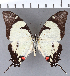  ( - CFC16479)  @11 [ ] Copyright (2018) Christer Fahraeus Center For Collection-Based Research