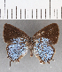  ( - CFC16601)  @11 [ ] Copyright (2019) Christer Fahraeus Center For Collection-Based Research