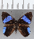  (Euselasia sp. CF194 - CFC16643)  @11 [ ] Copyright (2019) Christer Fahraeus Center For Collection-Based Research