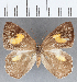  (Euselasia sp. CF200 - CFC16698)  @11 [ ] Copyright (2019) Christer Fahraeus Center For Collection-Based Research