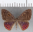  (Eurybia sp. CF109 - CFC16749)  @11 [ ] Copyright (2019) Christer Fahraeus Center For Collection-Based Research