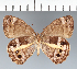  ( - CFC16774)  @11 [ ] copyright (2022) Center For Collection-Based Research Center For Collection-Based Research