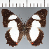  ( - CFC01683)  @11 [ ] copyright (2023) Center For Collection-Based Research Center For Collection-Based Research