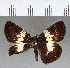  (Potamanaxas paralus - CFC16867)  @11 [ ] Copyright (2018) Christer Fahraeus Center For Collection-Based Research