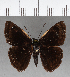  ( - CFC16876)  @11 [ ] Copyright (2018) Christer Fahraeus Center For Collection-Based Research