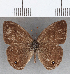  (Cissia sp. CF09 - CFC16935)  @11 [ ] copyright (2020) Christer Fahraeus Center For Collection-Based Research