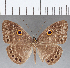  ( - CFC17067)  @11 [ ] Copyright (2019) Christer Fahraeus Center For Collection-Based Research