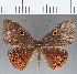  ( - CFC17079)  @11 [ ] Copyright (2019) Christer Fahraeus Center For Collection-Based Research