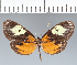  ( - CFC17474)  @11 [ ] copyright (2022) Center For Collection-Based Research Center For Collection-Based Research