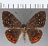  ( - CFC17659)  @11 [ ] Copyright (2019) Christer Fahraeus Center For Collection-Based Research