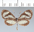  (Ithomia salapia - CFC17917)  @11 [ ] copyright (2022) Center For Collection-Based Research Center For Collection-Based Research